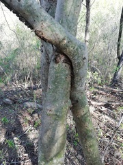 Bursera silviae