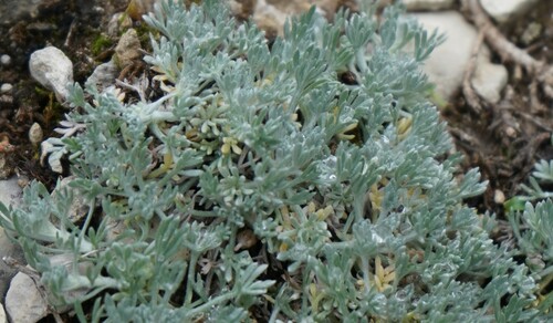 Artemisia assoana, photograph 1