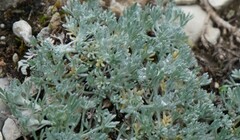 Artemisia assoana, photograph Diego Rodríguez Hernández, CC BY, iNaturalist via GBIF