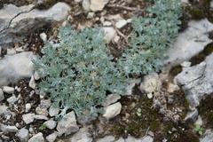 Artemisia assoana