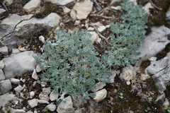 Artemisia assoana, photograph Diego Rodríguez Hernández, CC BY, iNaturalist via GBIF