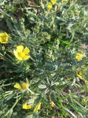 Potentilla argentea