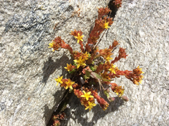 Sedum alpestre