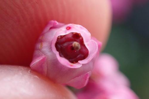 Image of Berry Heath (Erica baccans) by (c) Andreas Schneider, some rights reserved (CC BY)