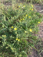 Potentilla argentea