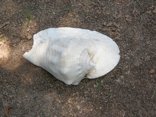 Titanostrombus goliath