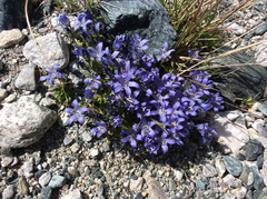 Campanula cenisia