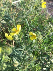 Potentilla argentea