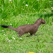 Irish Stoat - Photo (c) Shawn O'Donnell, some rights reserved (CC BY), uploaded by Shawn O'Donnell