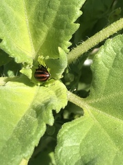 Paranaemia vittigera