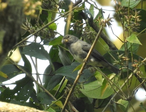 Temminck's Seedeater (Sporophila falcirostris), photo 4