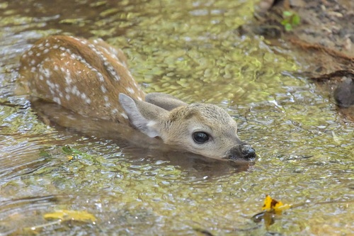 Coues's White-tailed Deer photographed in Arizona