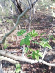 Bursera silviae
