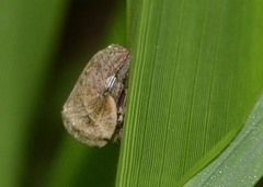 Lepyronia gibbosa