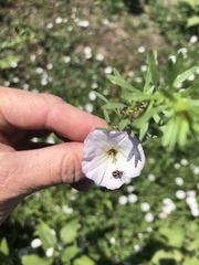 Paranaemia vittigera