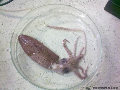 Doryteuthis sanpaulensis