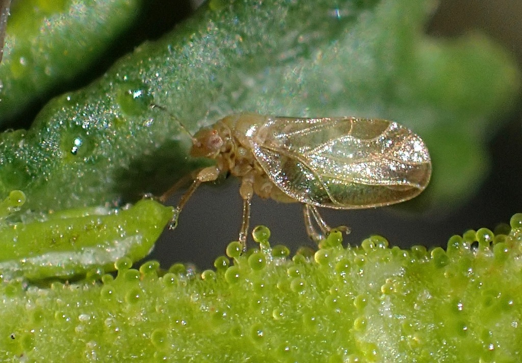 Purshivora chelifera