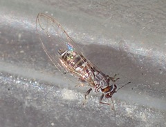Bactericera cockerelli