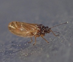 Psyllinae