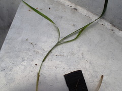 Potamogeton zosteriformis