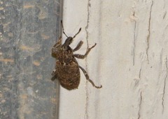 Listroderes difficilis