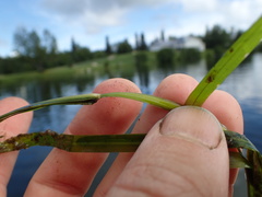 Potamogeton zosteriformis
