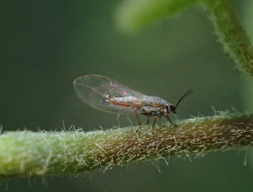 Trioza frontalis