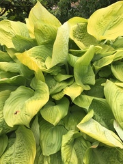 Hosta ventricosa