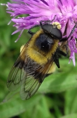 Volucella bombylans