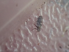 Euglyptoneura robusta