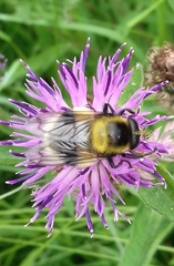 Volucella bombylans