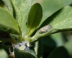 Euglyptoneura robusta