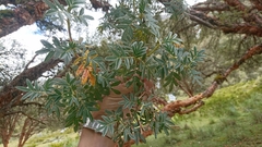 Polylepis albicans