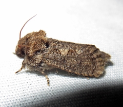 Acrolophus arcanella