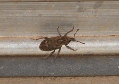 Listroderes difficilis