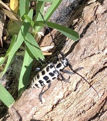 Cottonwood Borer photo 6