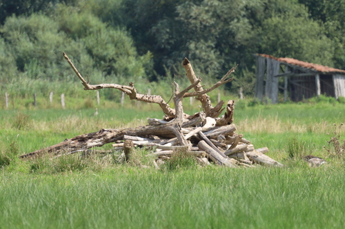 View observation of {o.common_name} on iNaturalist