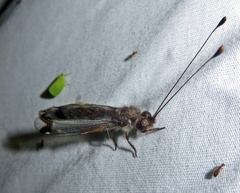 Ululodes quadripunctatus