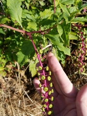 Phytolacca americana