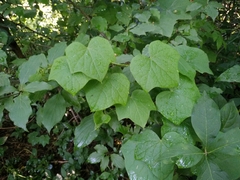 Menispermum dauricum