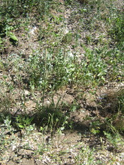 Phleum pratense