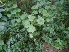 Menispermum dauricum