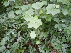 Menispermum dauricum