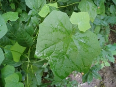 Menispermum dauricum