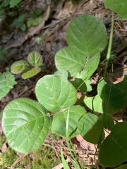 Desmodium rotundifolium
