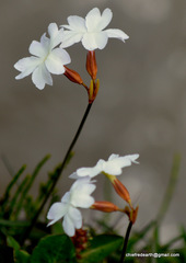 Primula munroi