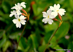 Primula munroi