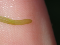 Potamogeton berchtoldii