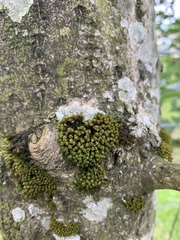 Plenogemma phyllantha