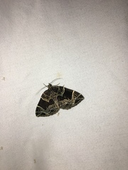 Gandaritis atricolorata